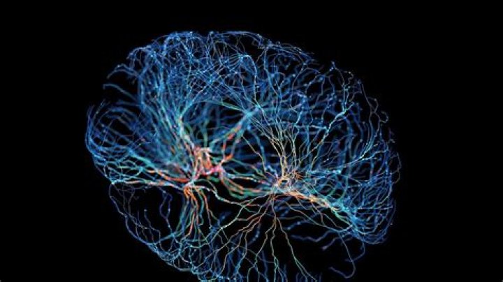 Are Our Brains Wired for Free Will?