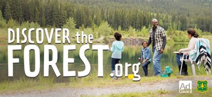 Discover The Forest