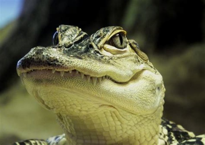 Dreams About Alligators: What Do They Mean?