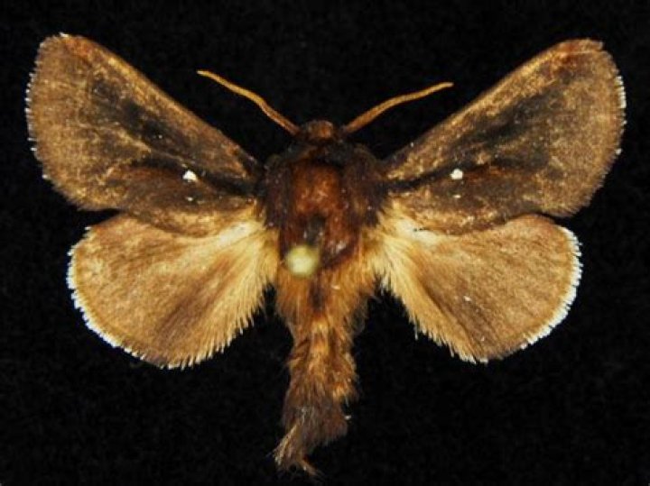 Moth Photographers Group – Acharia stimulea – 4700