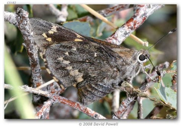 Moth Photographers Group – Agathymus baueri – 4133