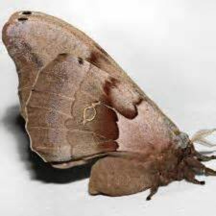 Moth Photographers Group – Antheraea polyphemus – 7757