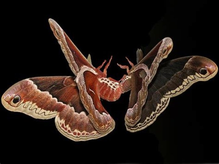 Moth Photographers Group – Callosamia promethea – 7764
