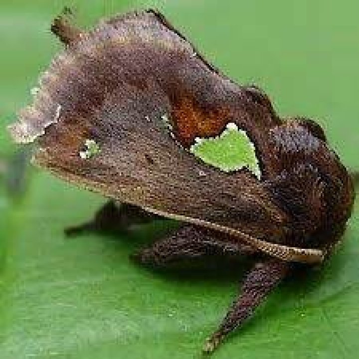 Moth Photographers Group – Euclea delphinii – 4697