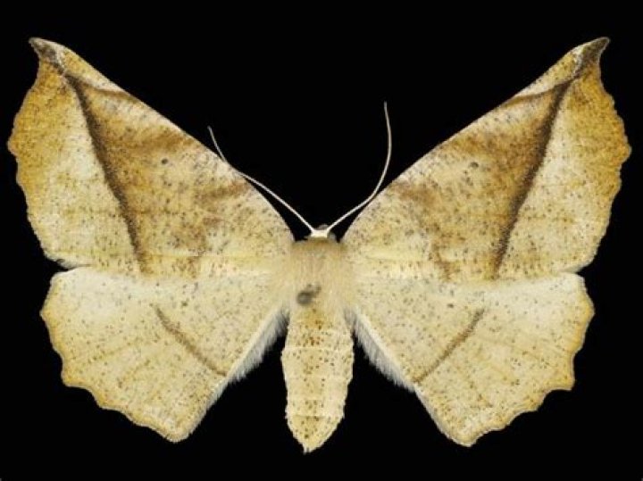 Moth Photographers Group – Eutrapela clemataria – 6966