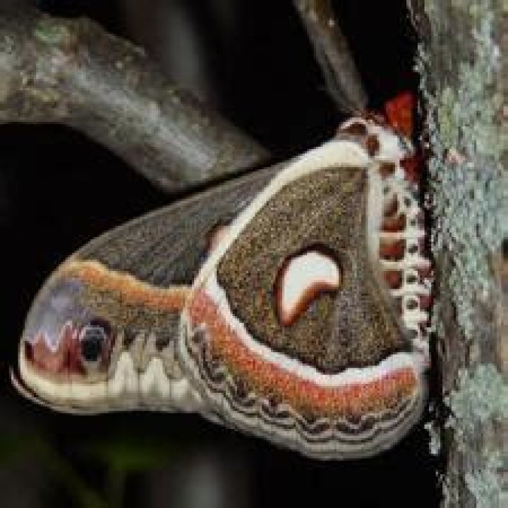 Moth Photographers Group – Hyalophora cecropia – 7767