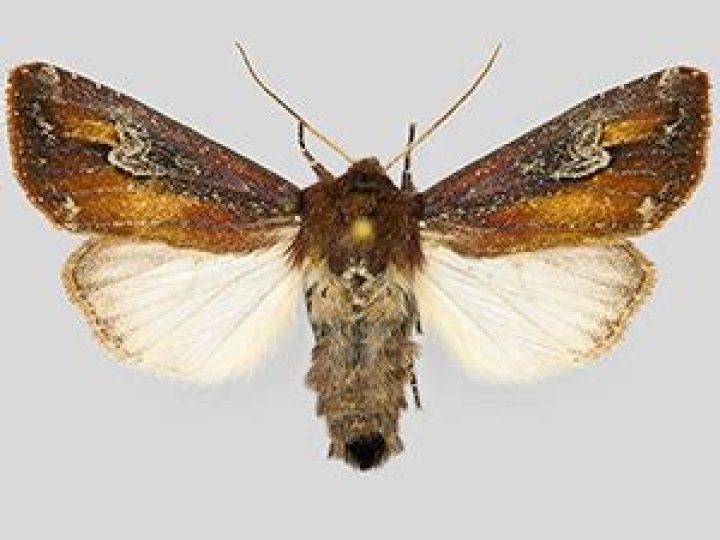 Moth Photographers Group – Melanchra picta – 10293