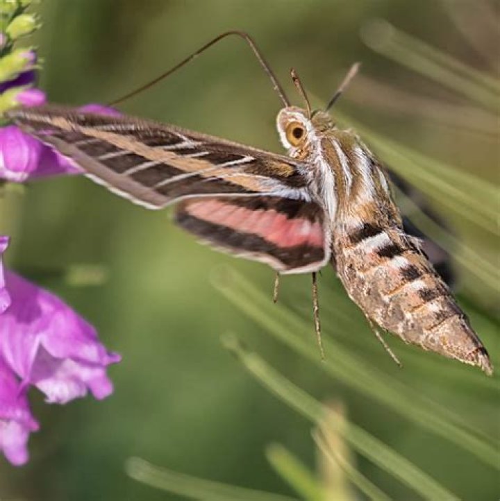 Moth Photographers Group – New Mexico Moths