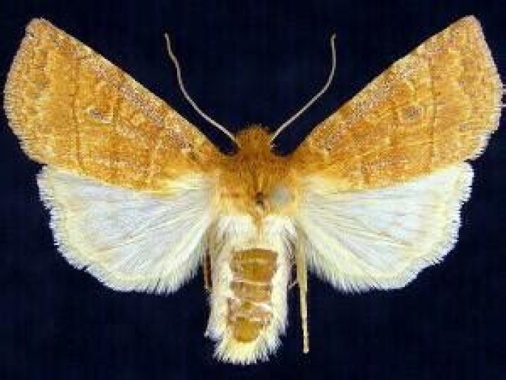 Moth Photographers Group – Pyreferra pettiti – 9932