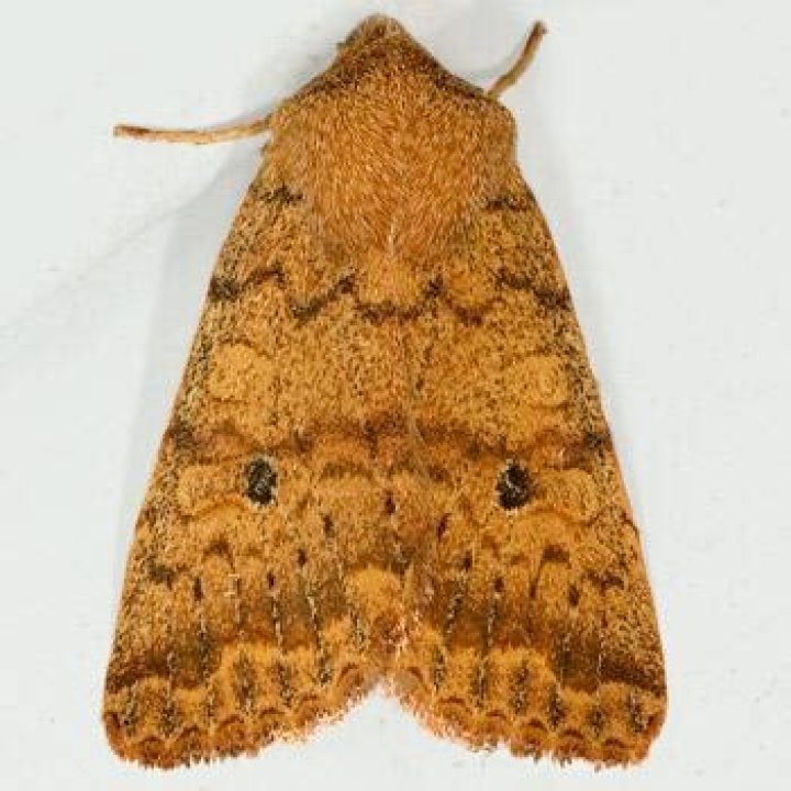 Moth Photographers Group – Sunira bicolorago – 9957