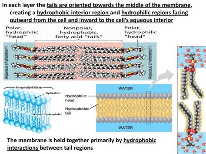 On the role of the counter-ion in defining water structure and dynamics: order, structure and dynamics in hydrophilic and hydrophobic gadolinium salt complexes - ePrints