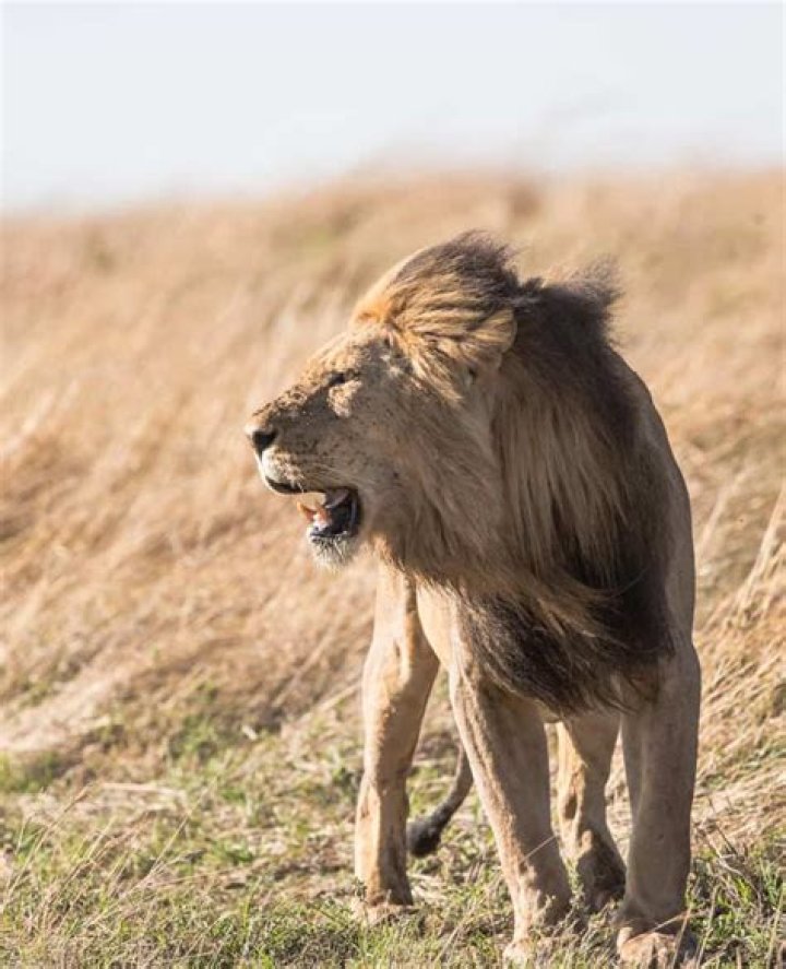 Powerful Representations of Leo Traits