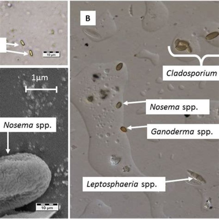 The microsporidian parasites Nosema ceranae and Nosema apis are widespread in honeybee (Apis mellifera) colonies across Scotland - ePrints