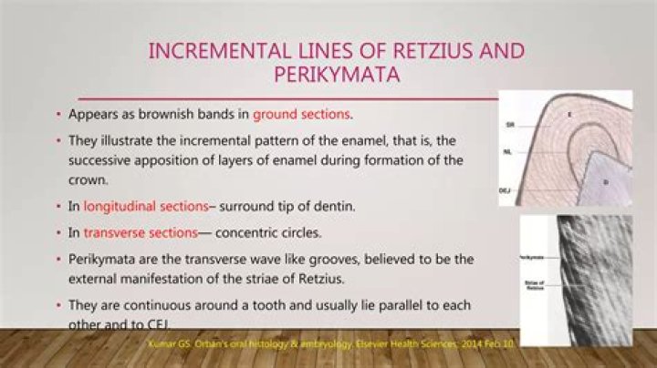 The relationship between number of striae of Retzius and their periodicity in imbricational enamel formation - ePrints