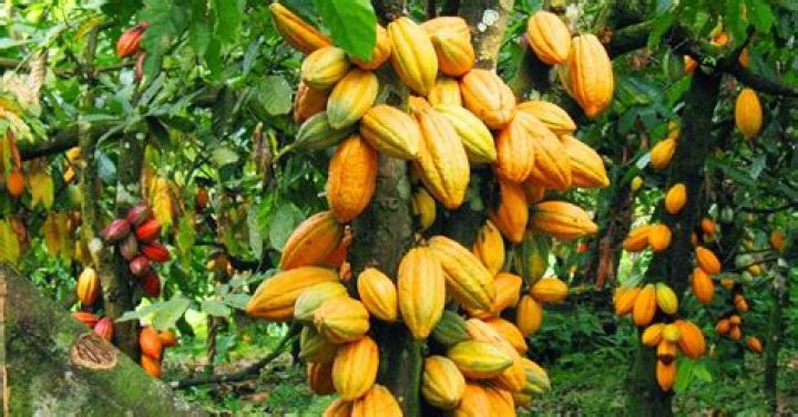 Top 5 cocoa-producing countries in Africa
